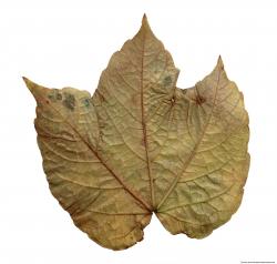 Leaves